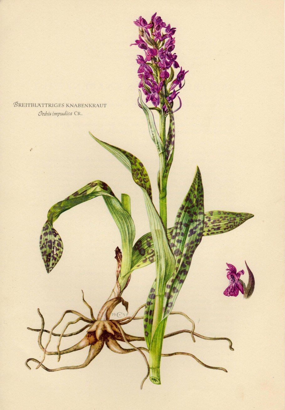 К какому классу относится растение изображенное на рисунке