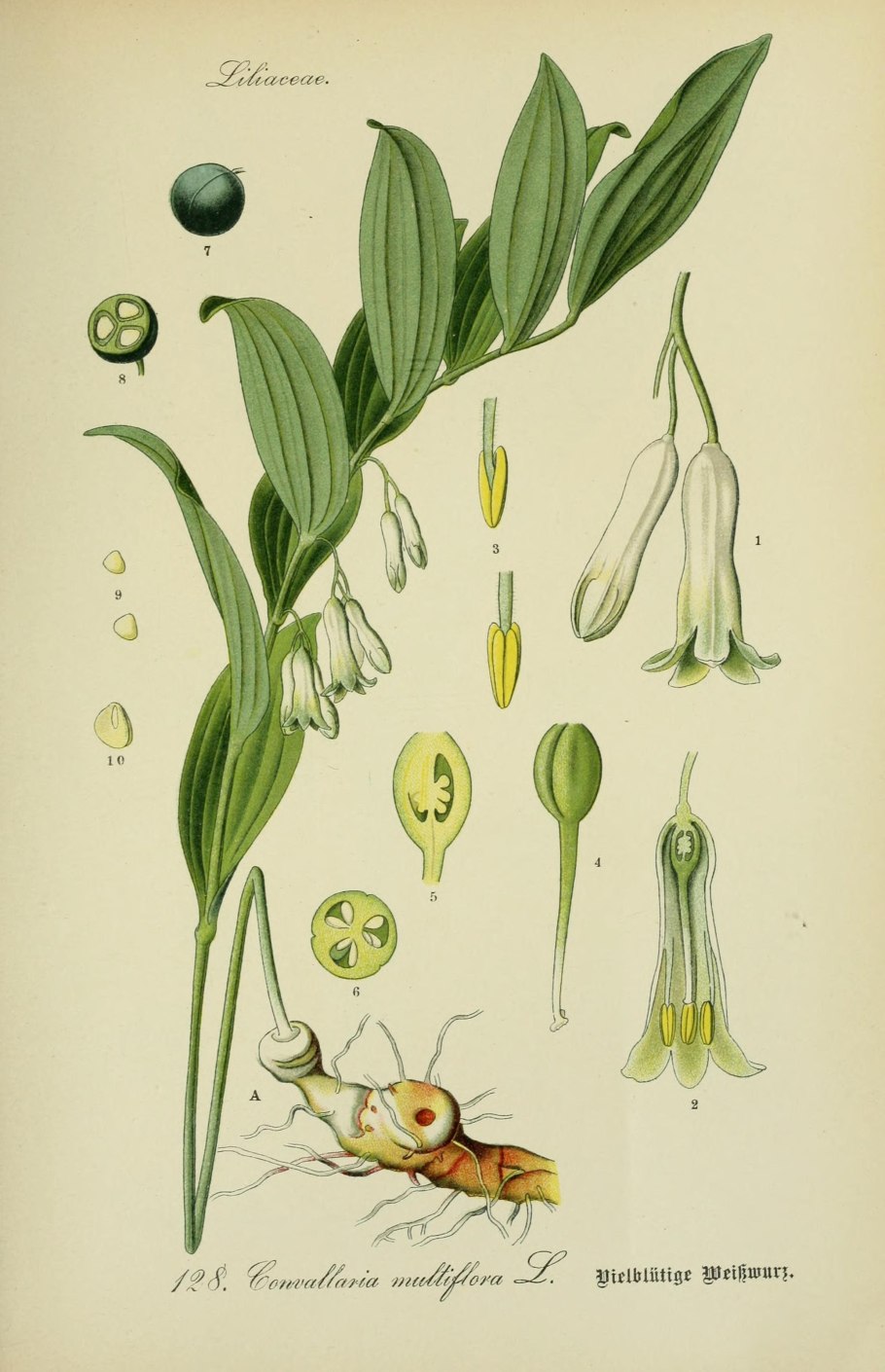 Купена душистая ягоды