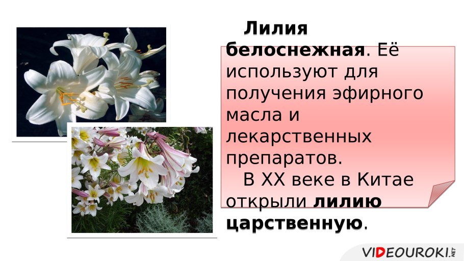 Гнездовка настоящая Ботаническая иллюстрация