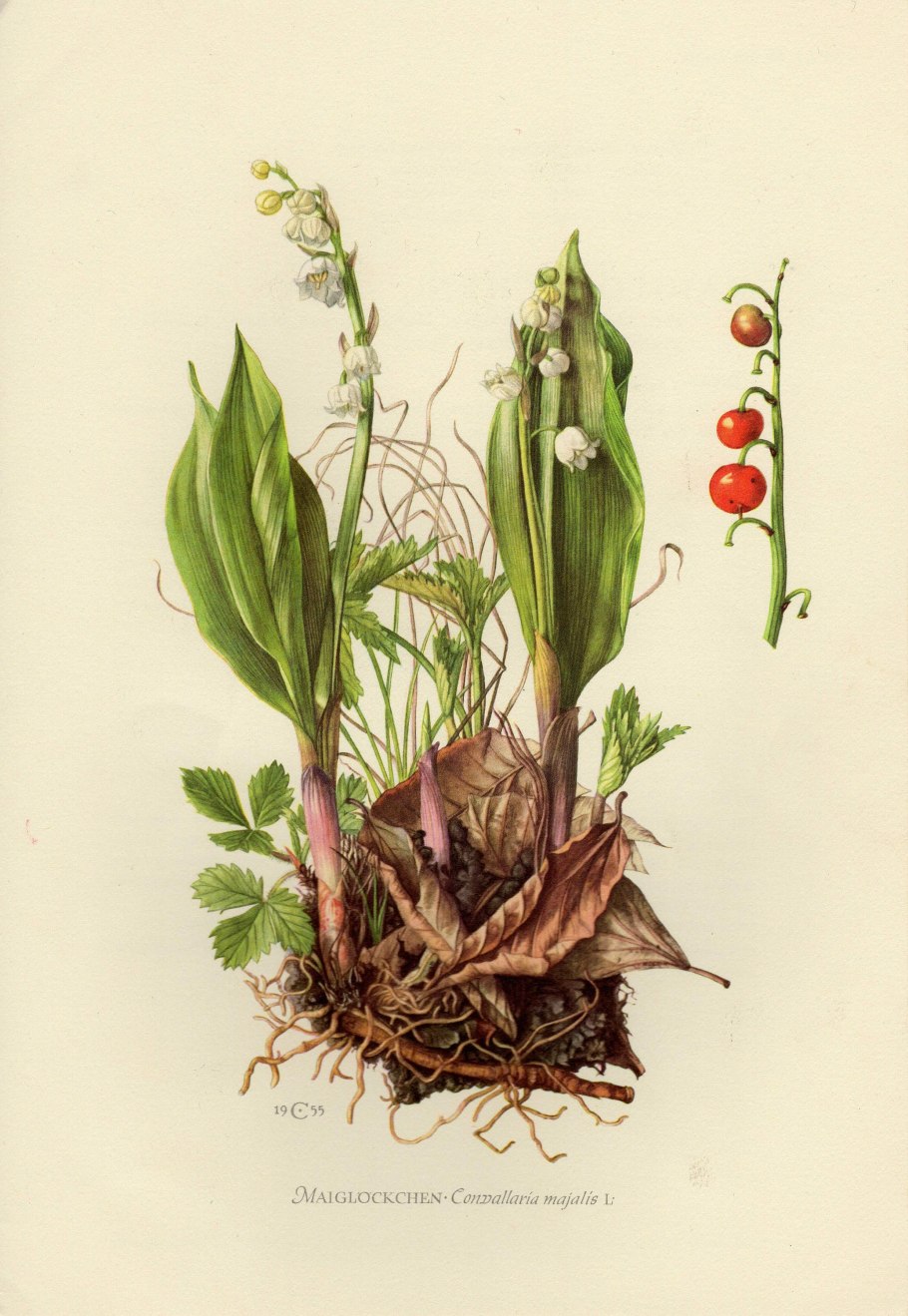 Гинецей лилейных