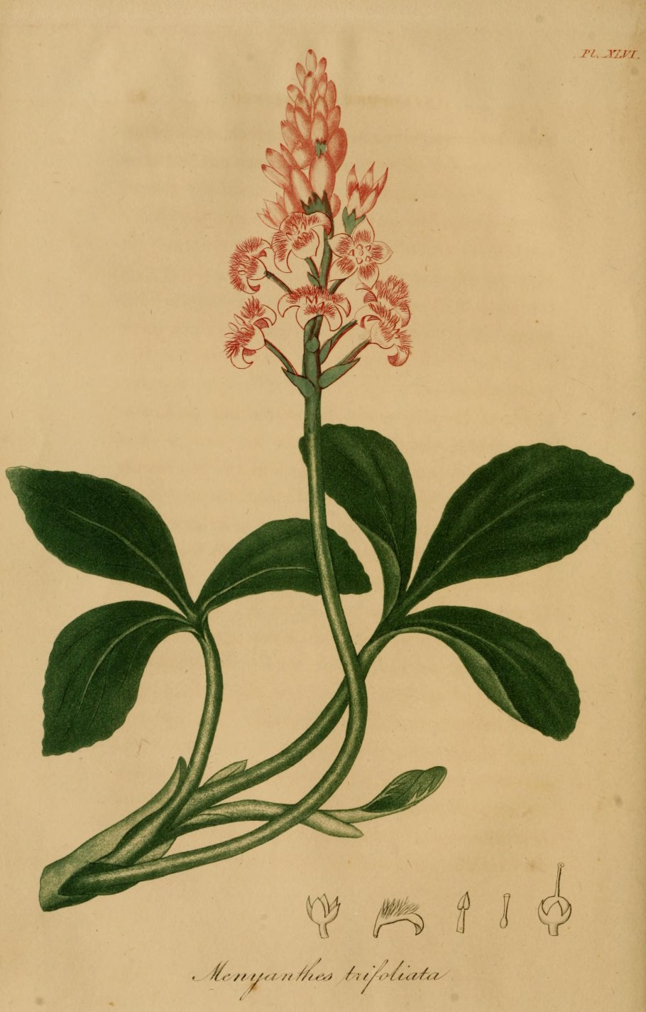 Какие растения называют двудольными а какие