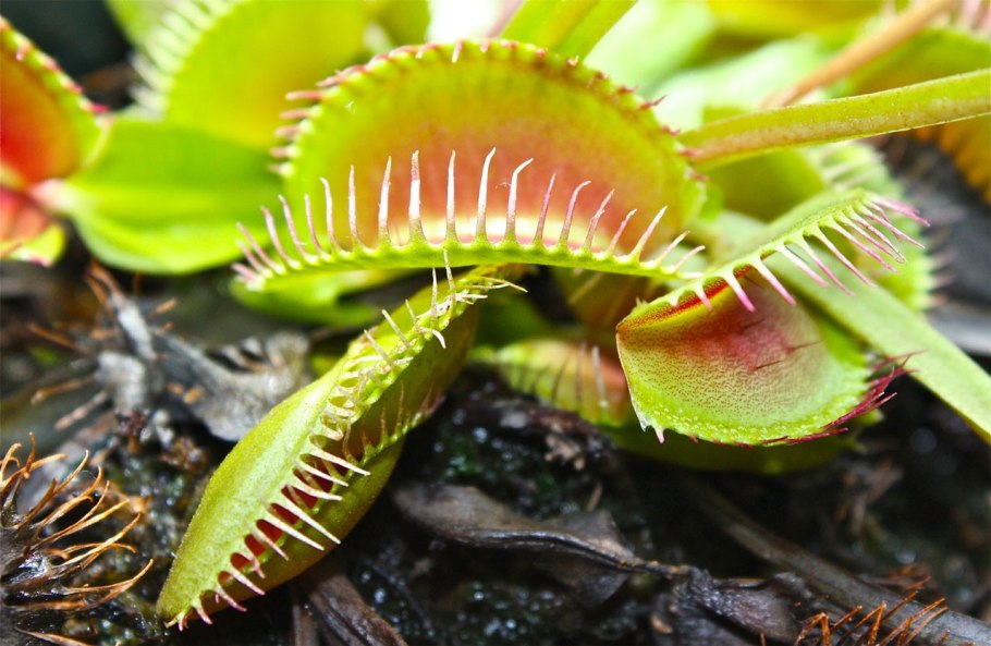 Росинка круглолистная