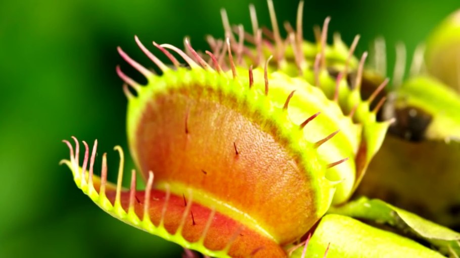 Росянка граомголенсис