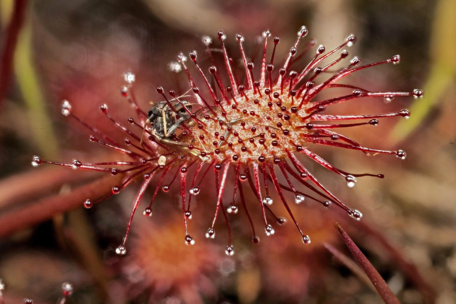 Ловчий аппарат Венериной мухоловки