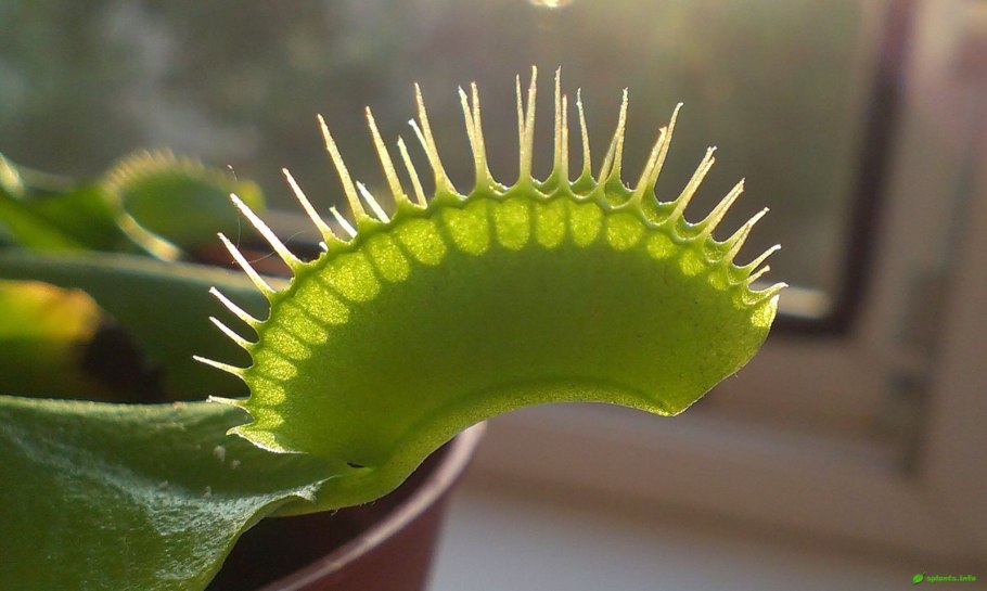 Цветок хищник венерина мухоловка