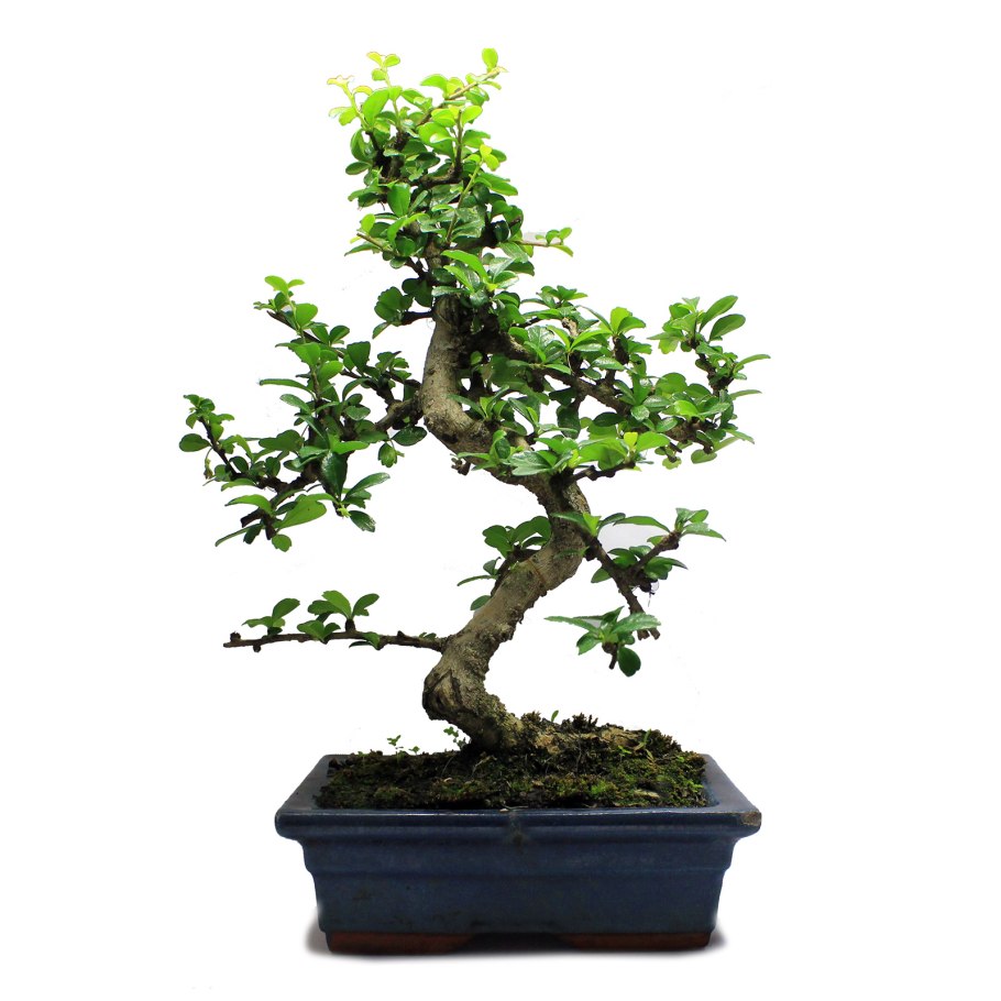 Падуб бонсай