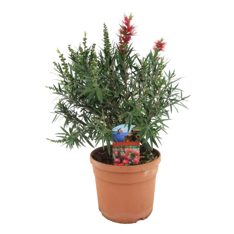 Чайное дерево мелалеука