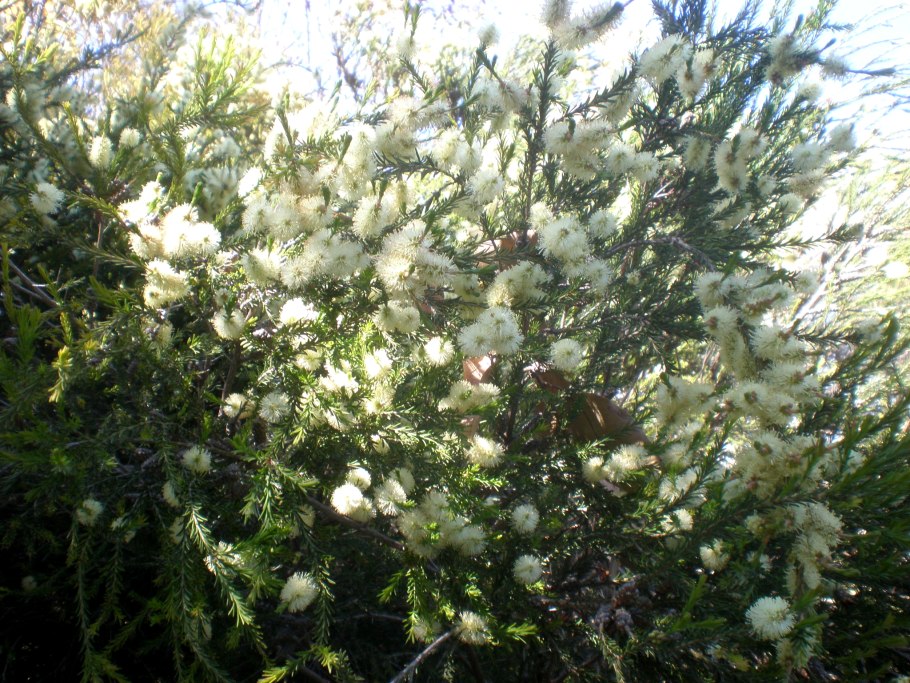 Мирт обыкновенный штамбовый