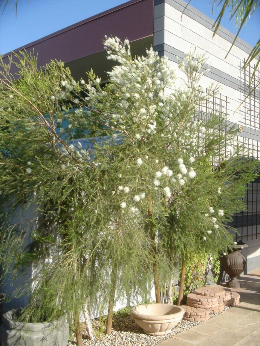 Melaleuca linariifolia мелалеука