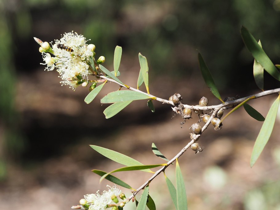 Мелалеука несофила