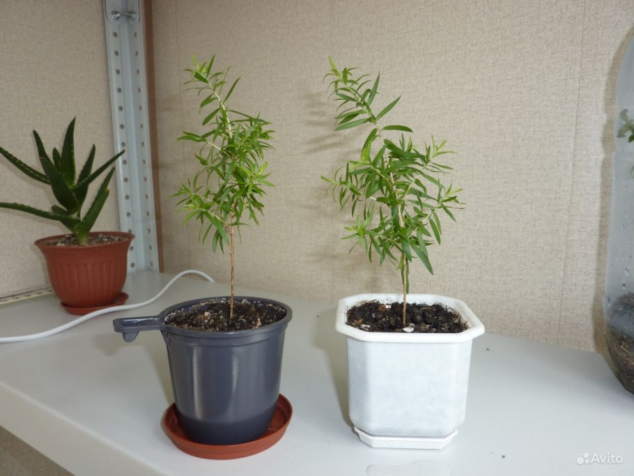 5.Мелалеука линарифолия