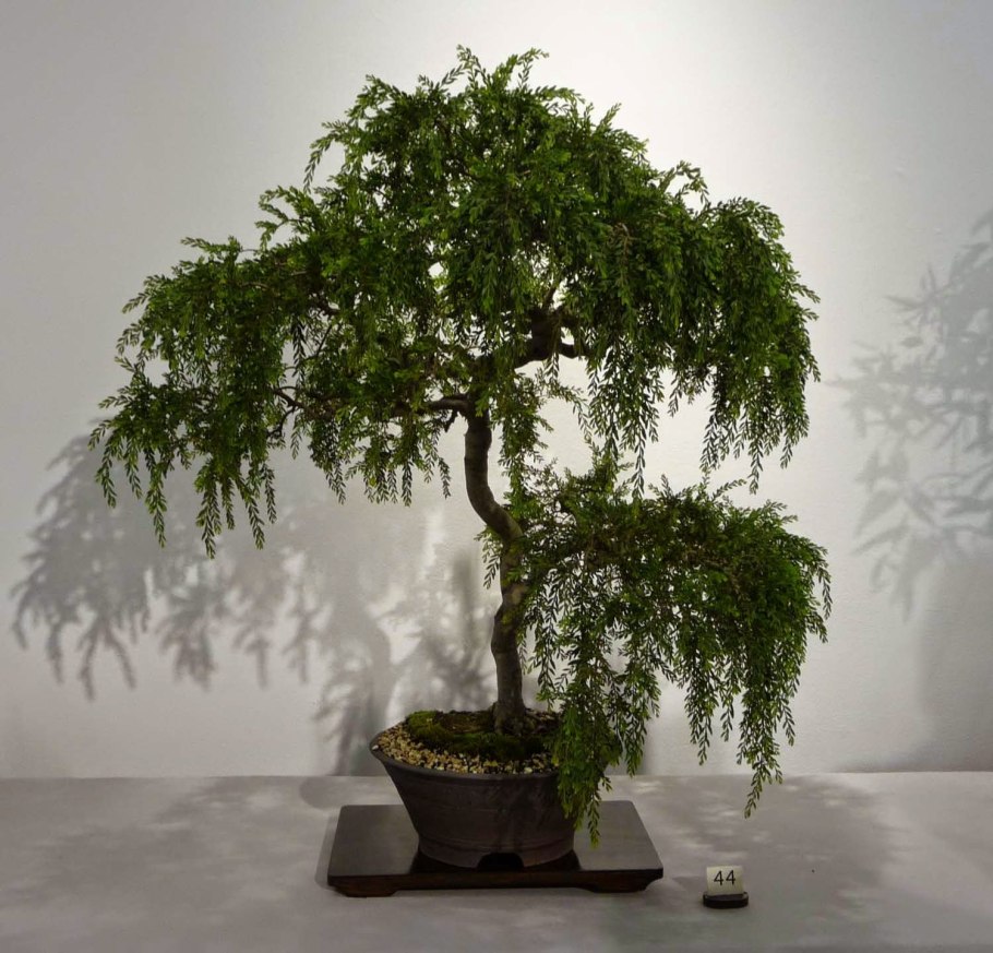 Мирт обыкновенный мелколистный