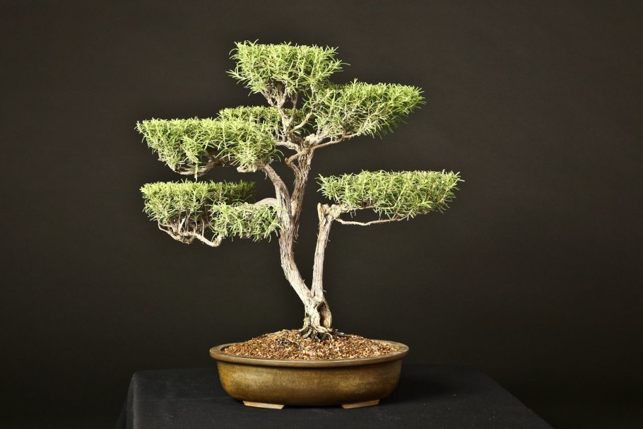 Мелалеука крючковатая