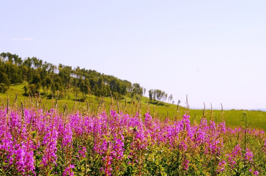 Цветы Урала