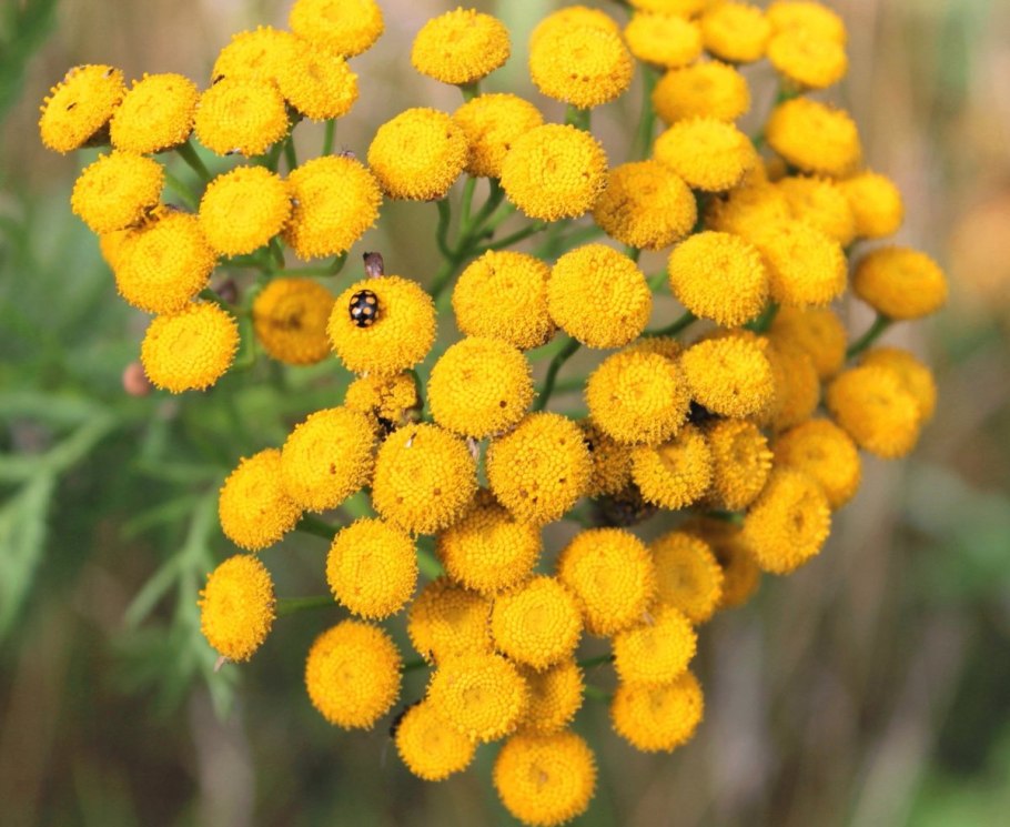 Пижма обыкновенная tanacetum vulgare