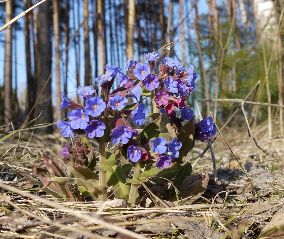 Душица + тысячелистник