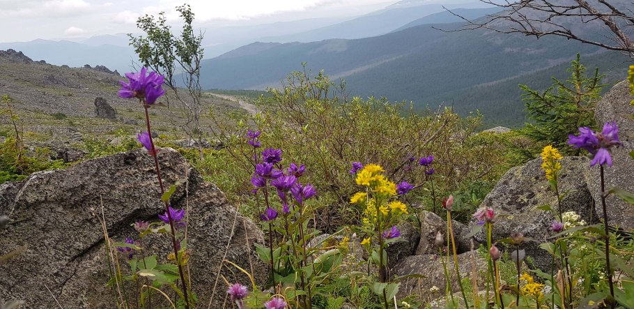 Кипрей узколистный Камчатка