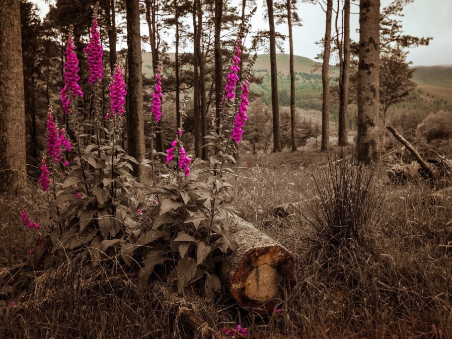 Лечебные травы Южного Урала