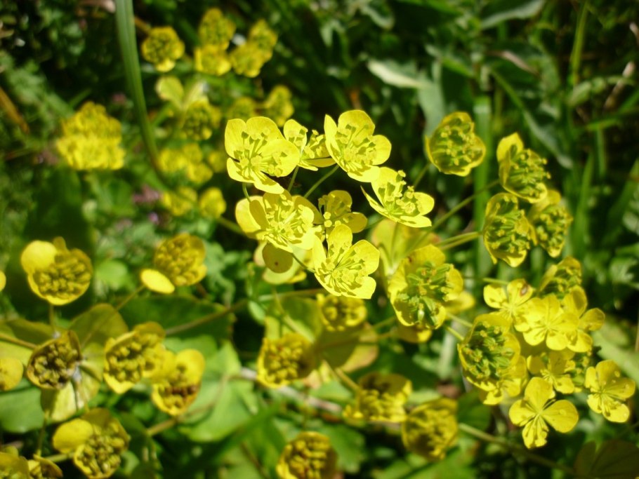 Володушка золотистая