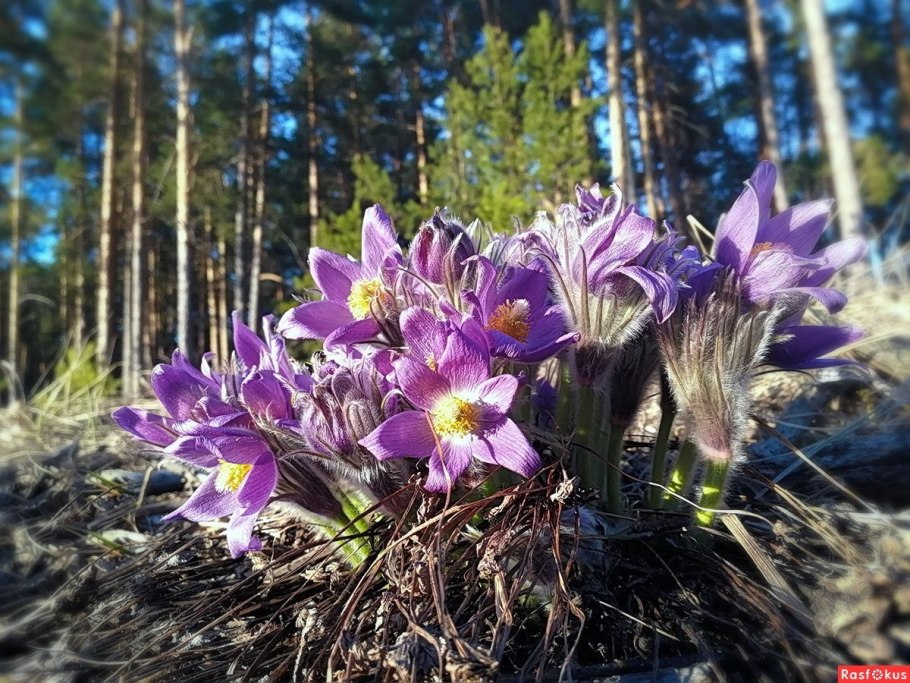 Растения Урала Урала