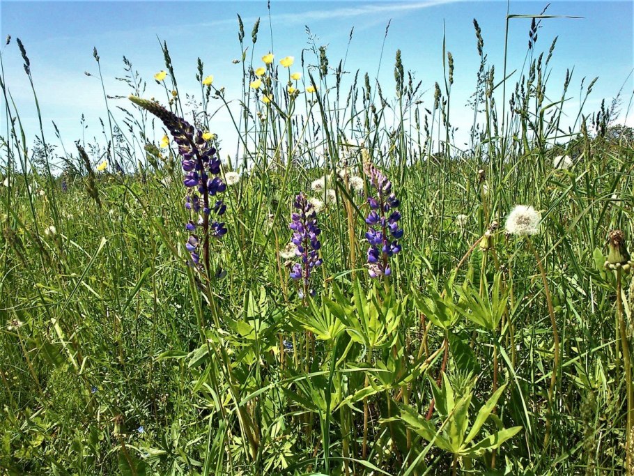 Полевые луговые цветы Алтая
