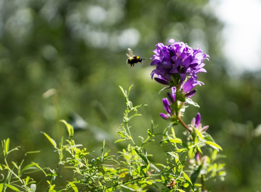 Флора Урала Урала