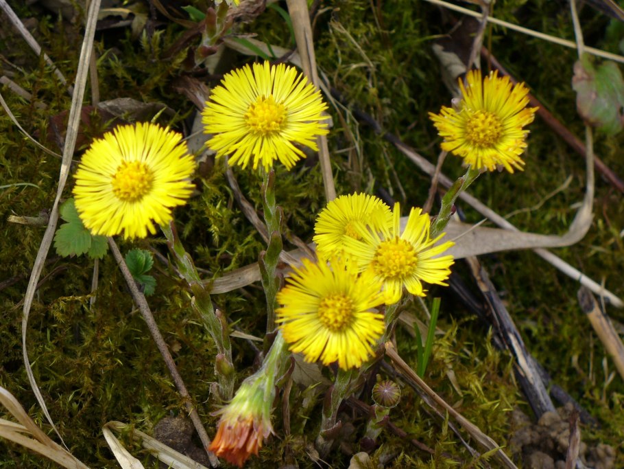 Кузнецкий Алатау Альпийские Луга