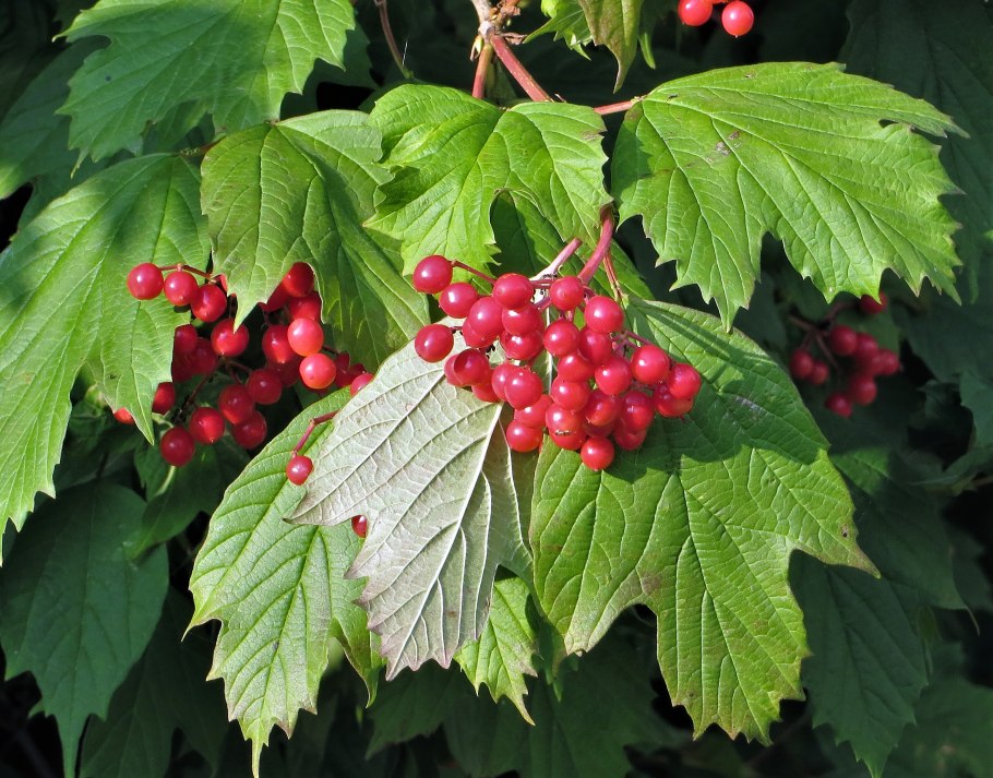 Калина красная куст