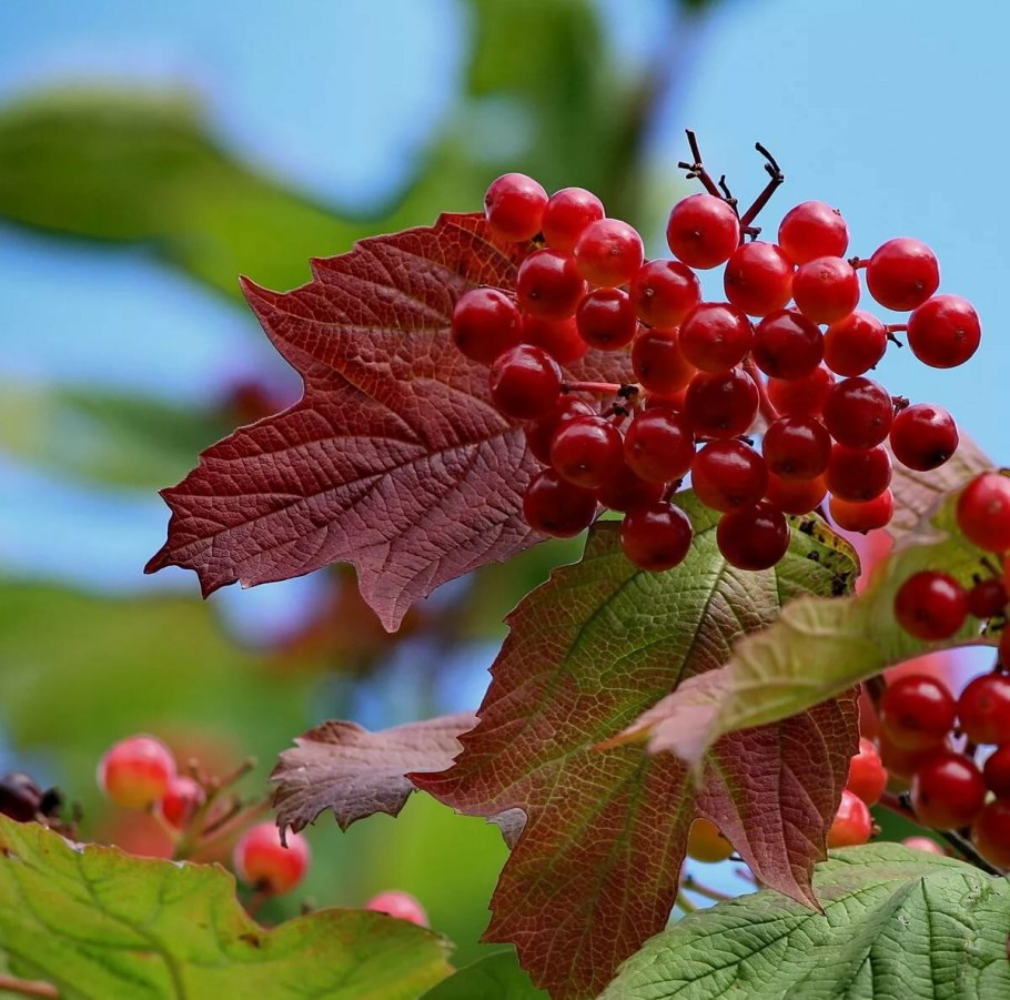 Калина куст с ягодами