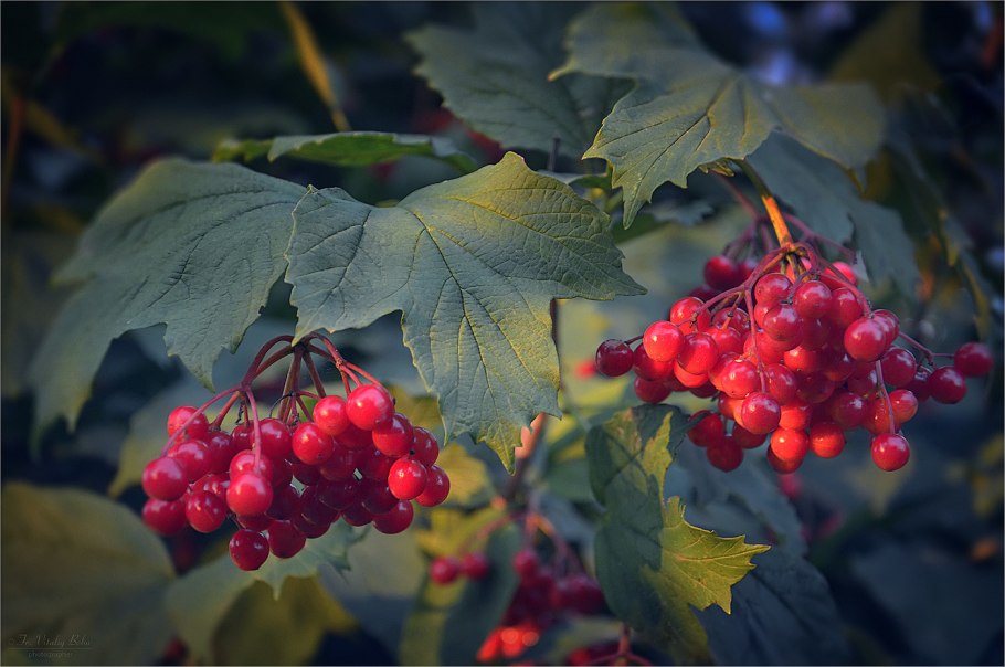 Калина сортовая