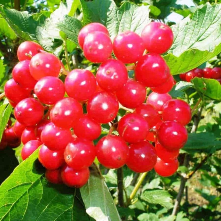 Калинник кустарник