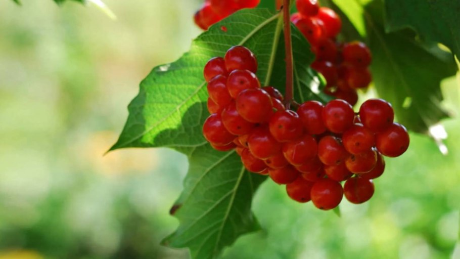 Калина плодовая Жолобовская