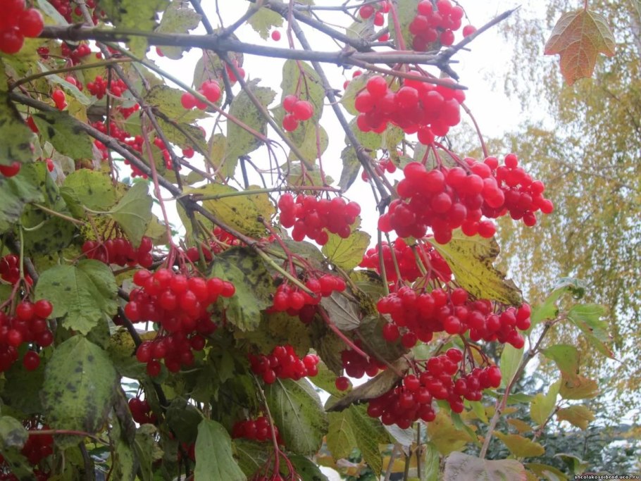 Калина Компактум куст