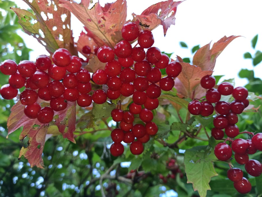 Дуэт Веселуха калины куст