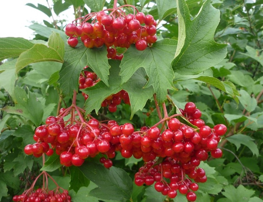 Калина куст