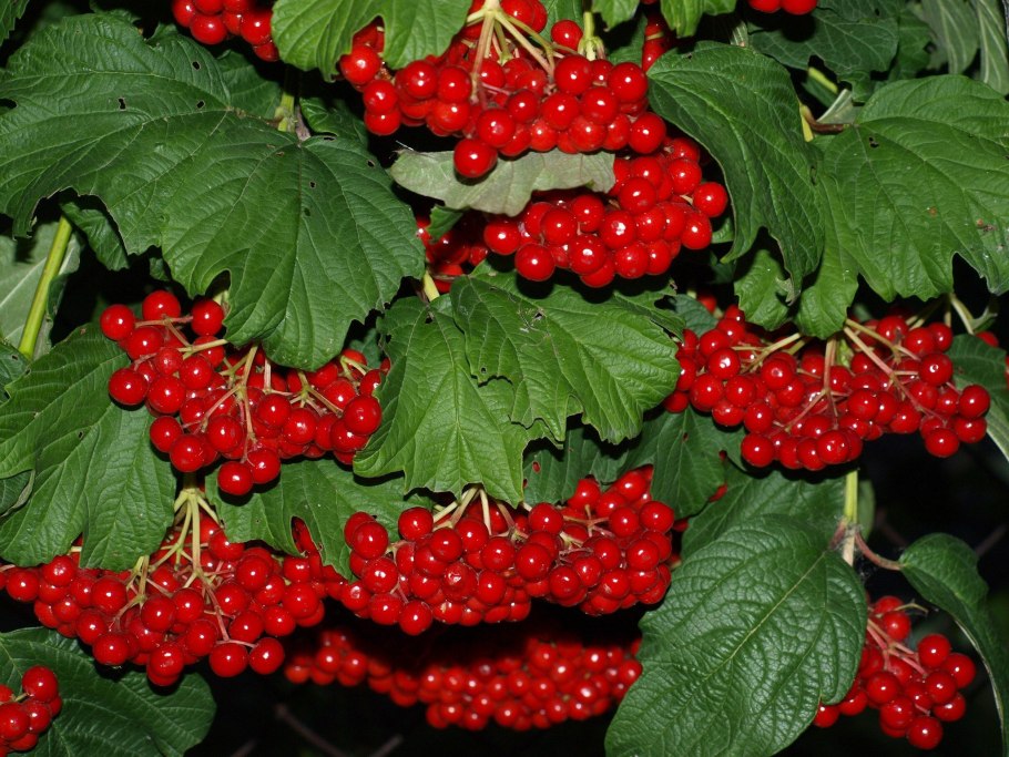 Калина Лесная