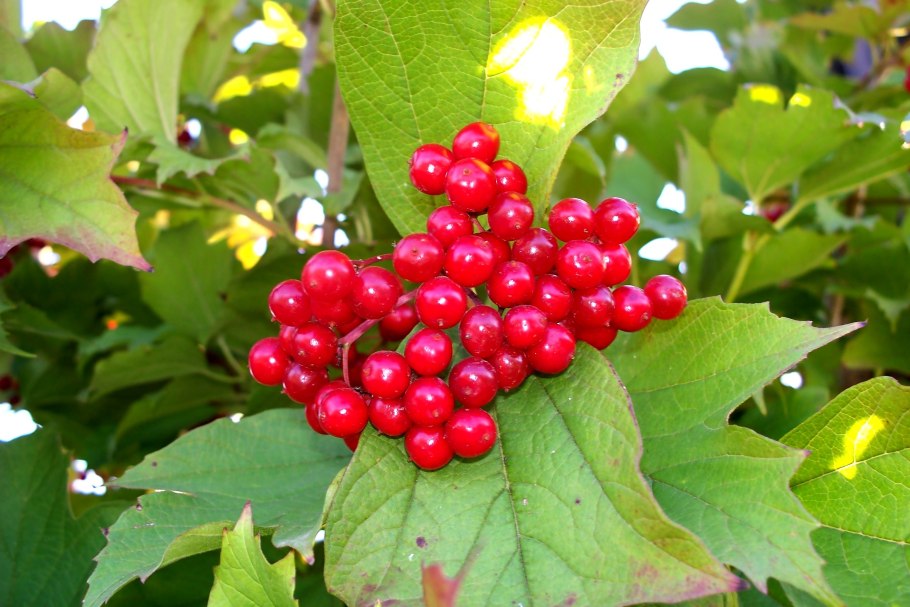 Калина красная плоды