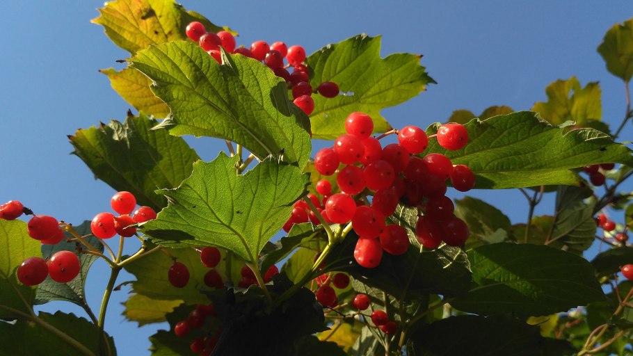 Калина куст