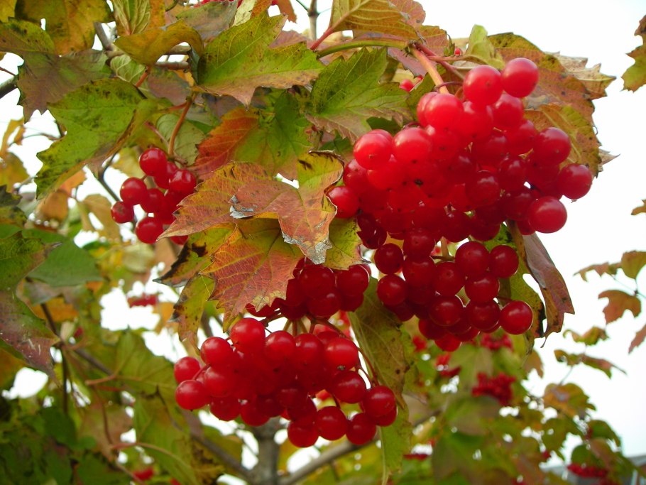 Калина красная куст