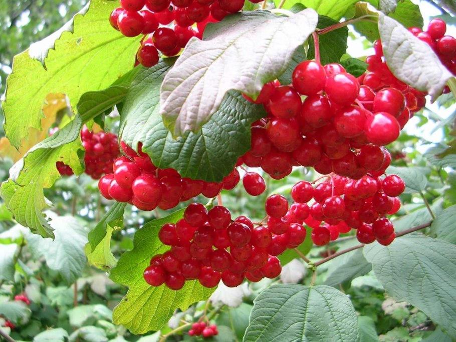 Калина красная Viburnum opulus