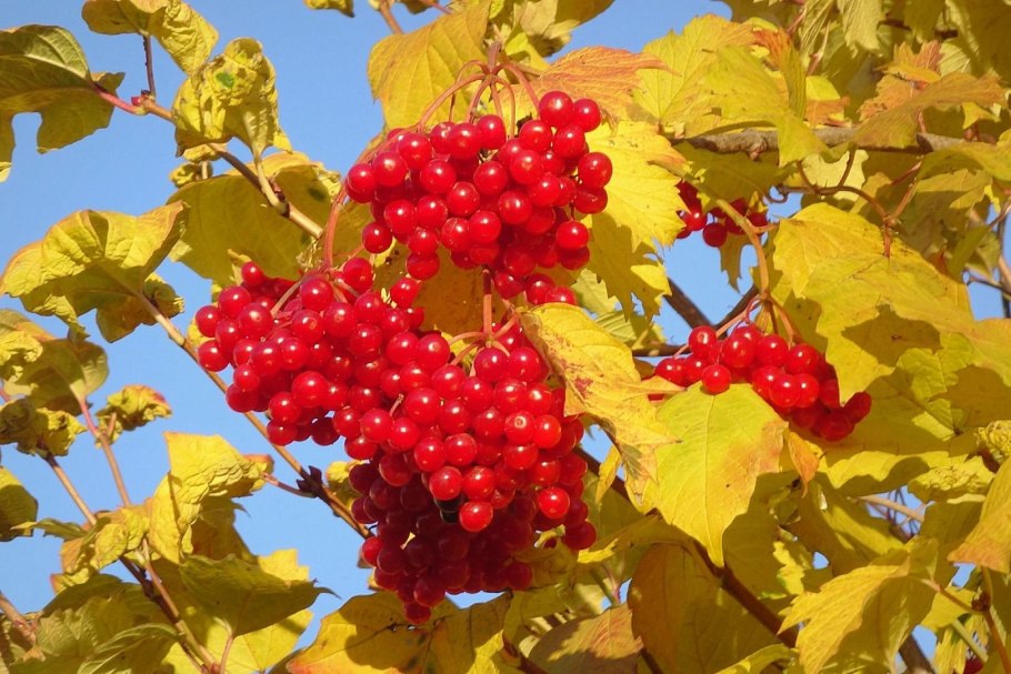 Калина дерево