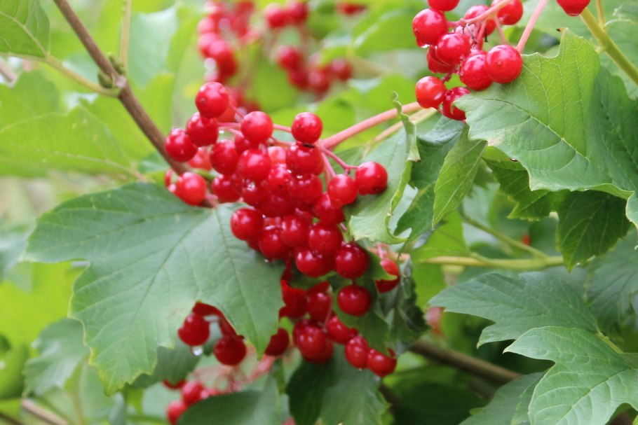 Калина обыкновенная 'Ульгень