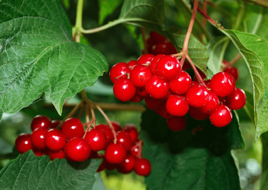 Калина Ульгень куст