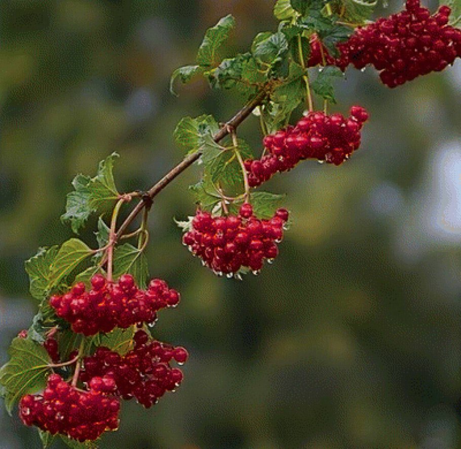 Калина обыкновенная