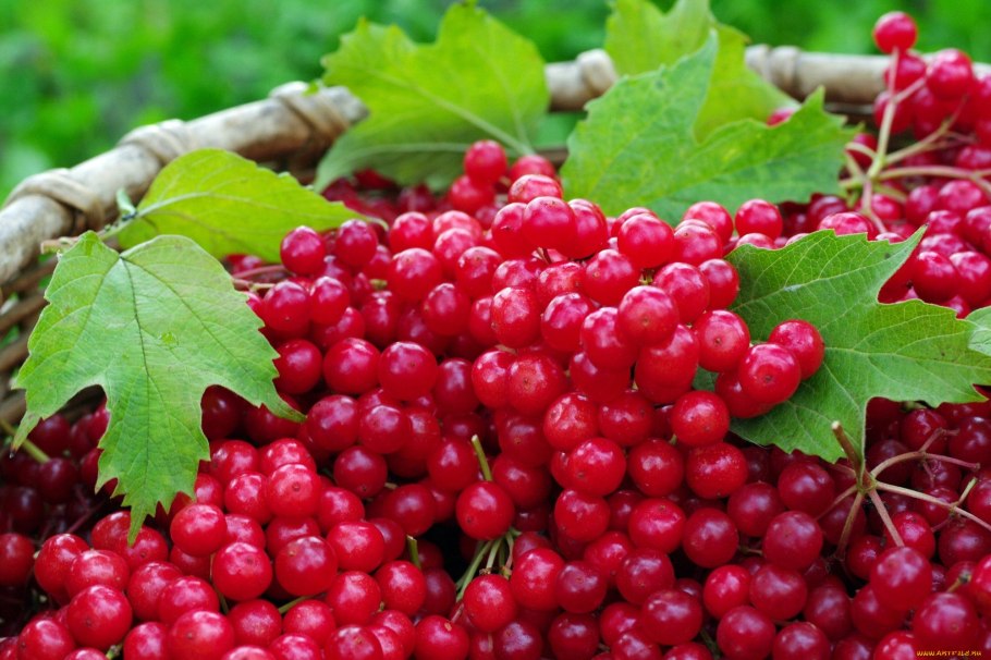 Калина обыкновенная Viburnum opulus