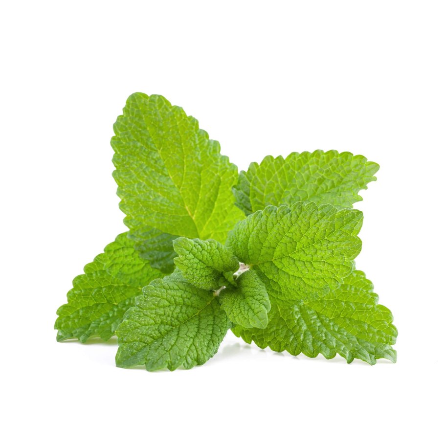 Мелисса Lemon Balm