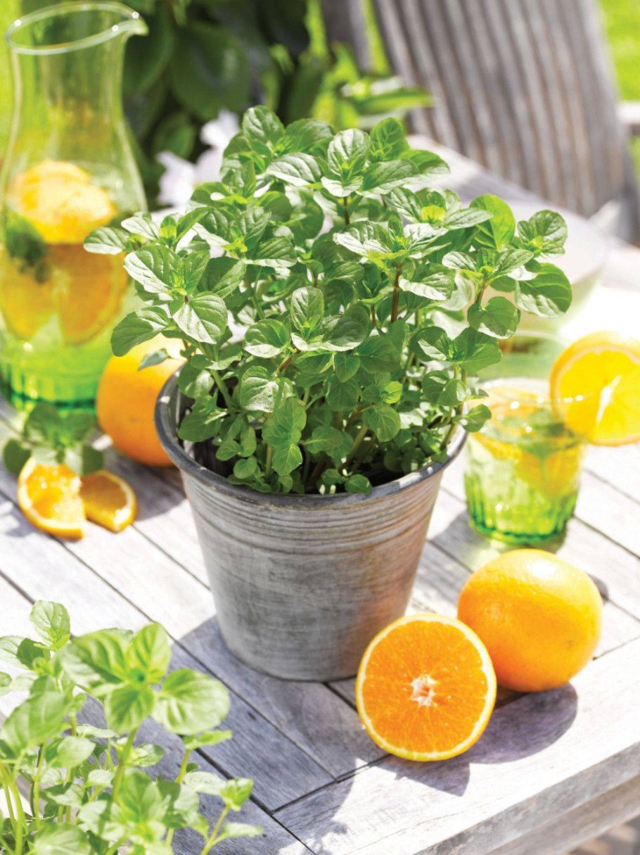 Мята Гранада апельсиновая