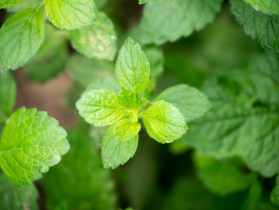 Мелисса мята лимонная