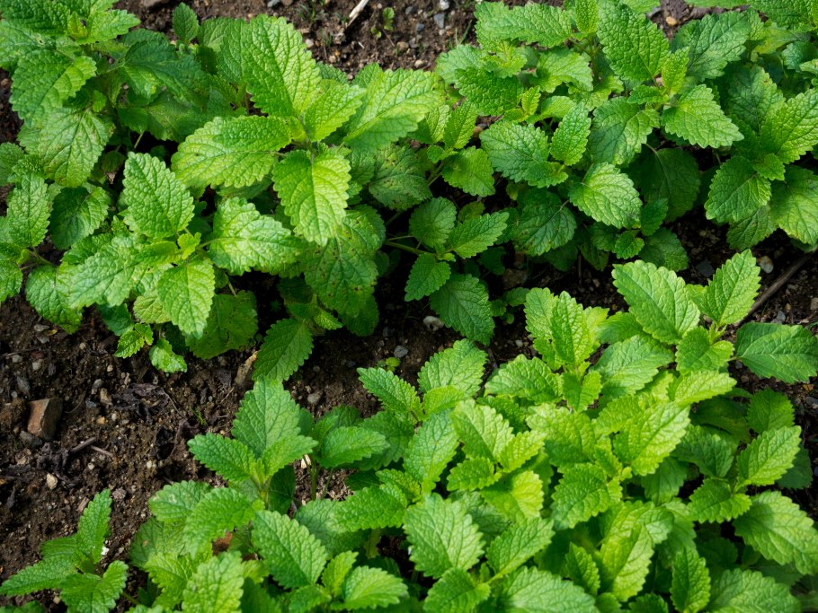 Мелисса officinalis Bush