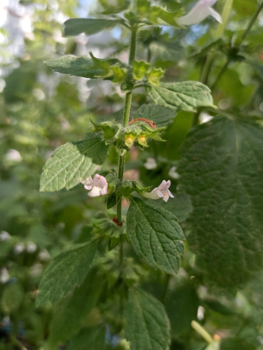 Солдеш Мелисса